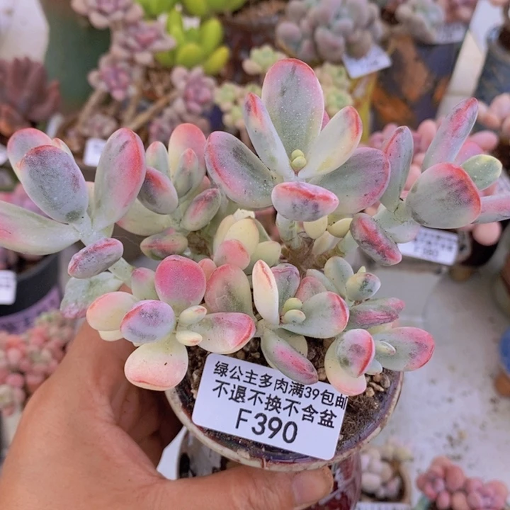 乒乓福娘锦有砍12cm390多肉植物