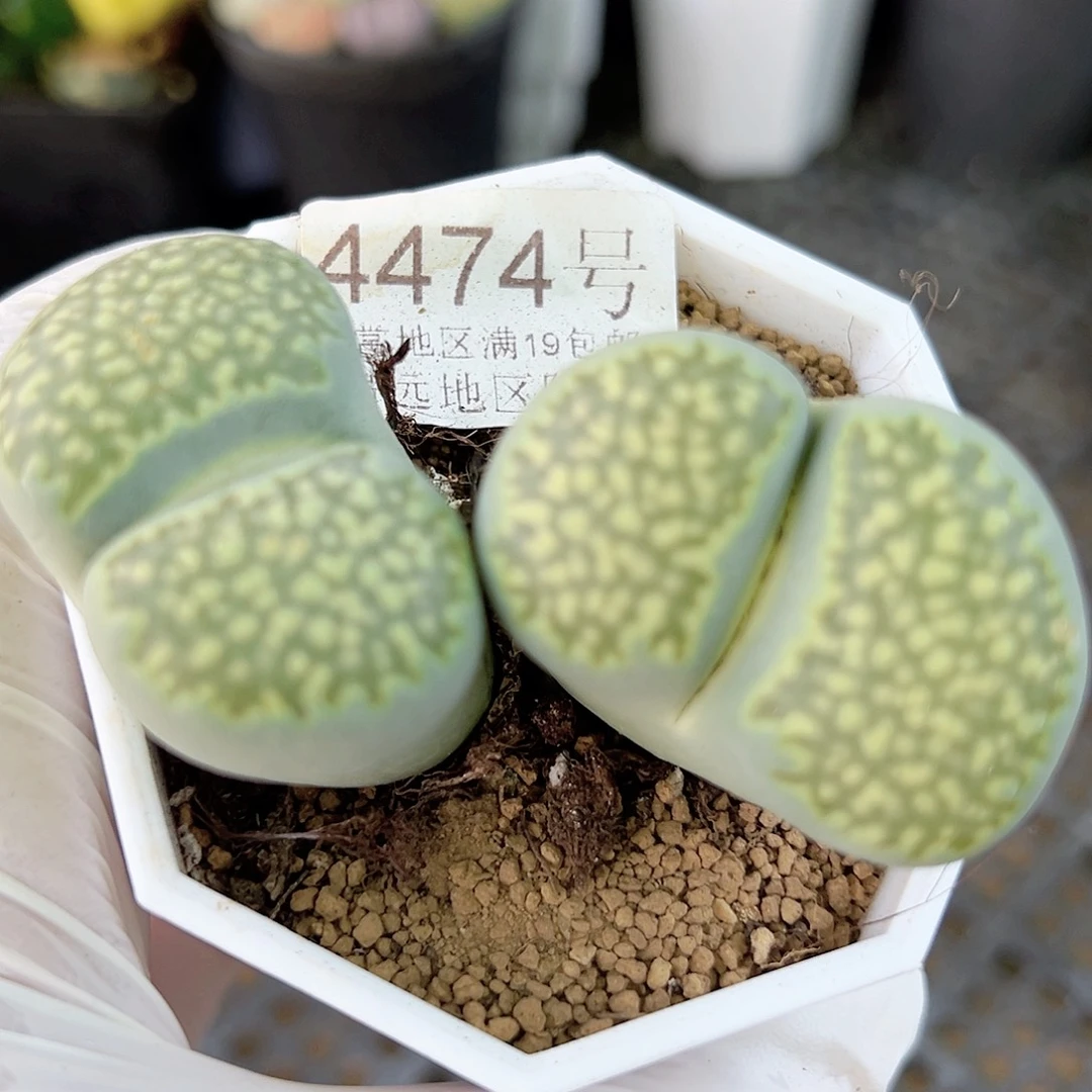 4474 好养易活生石花大母本长腿特价
