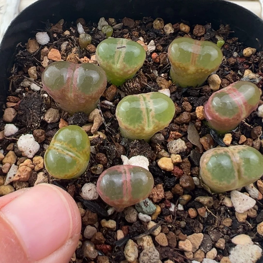 12.7好看的多肉脱土发货387