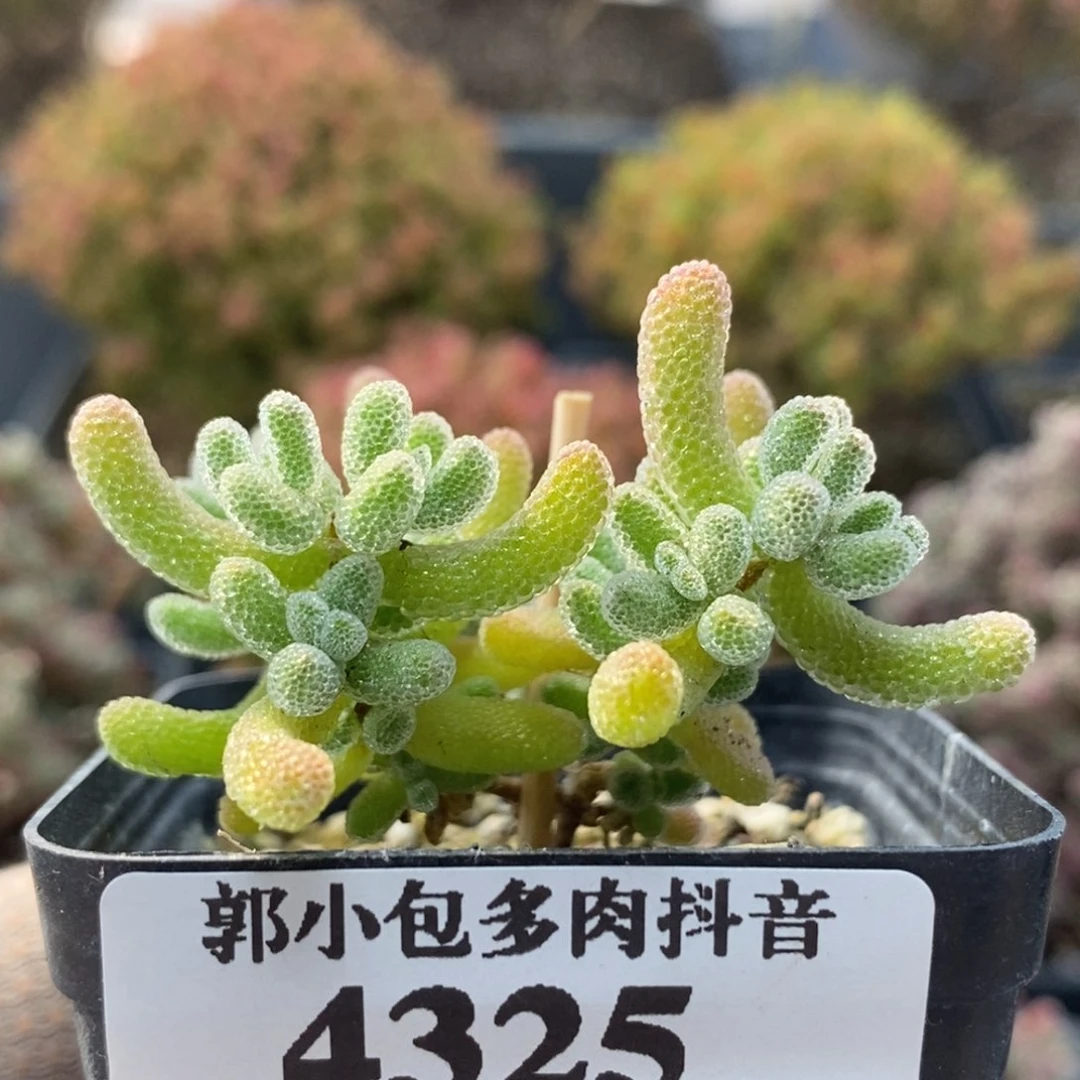 冰晶4325枝干番杏