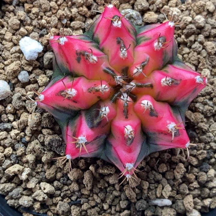 花蝴蝶 米哈仙人球