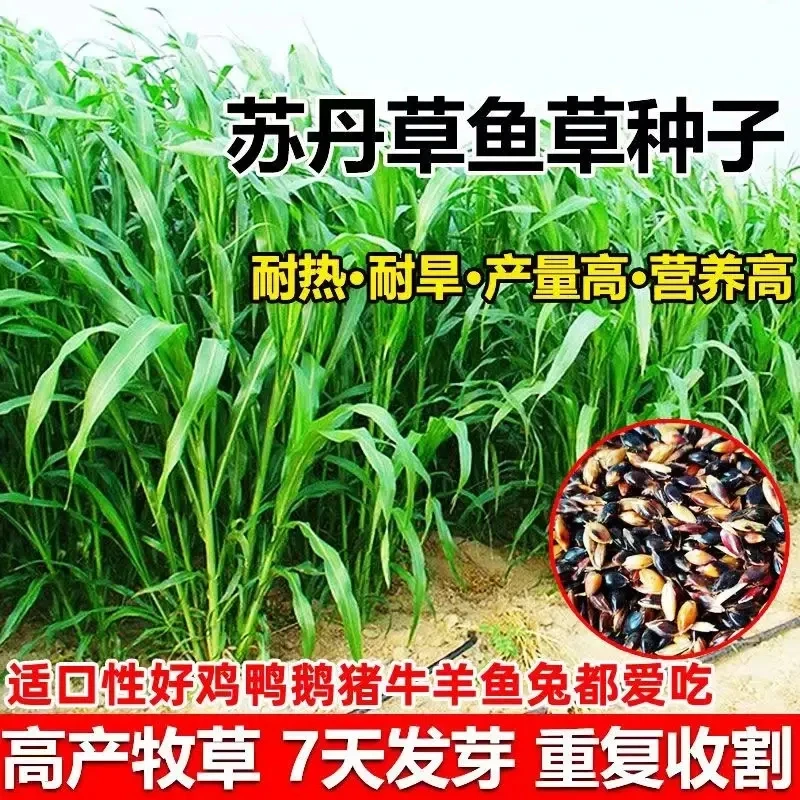 进口苏丹王草籽种籽养殖牛羊鸡鸭牛羊鱼高产牧草四季草种子鱼草