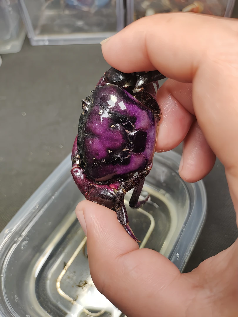 紫罗兰束腰蟹活体淡水观赏蟹好养易活适合鱼缸的爬宠