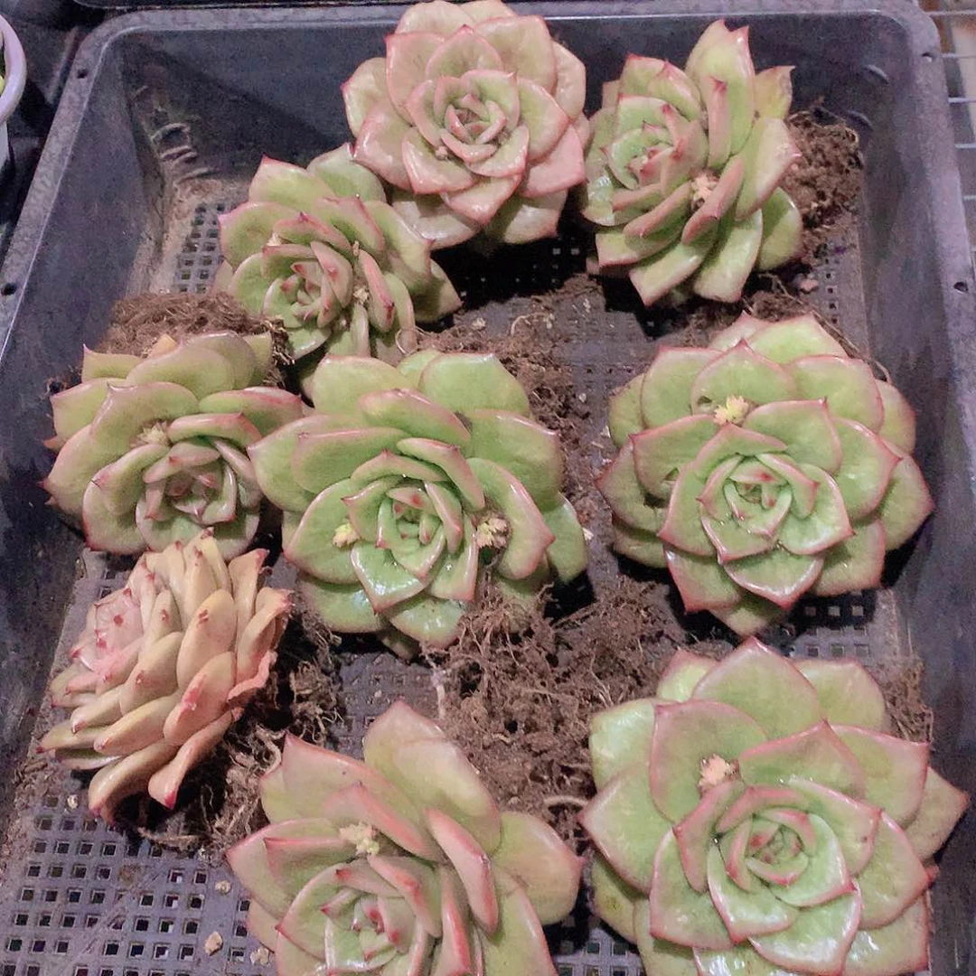 蔷薇锦2356788990000