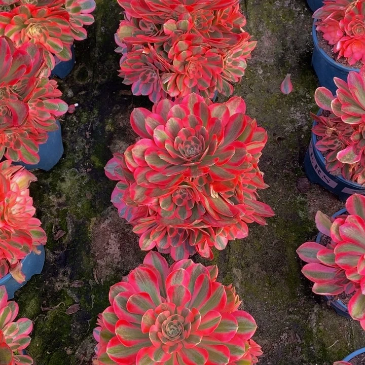 粉女郎一颗多肉植物