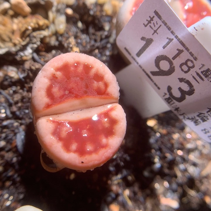 精品生石花118.193