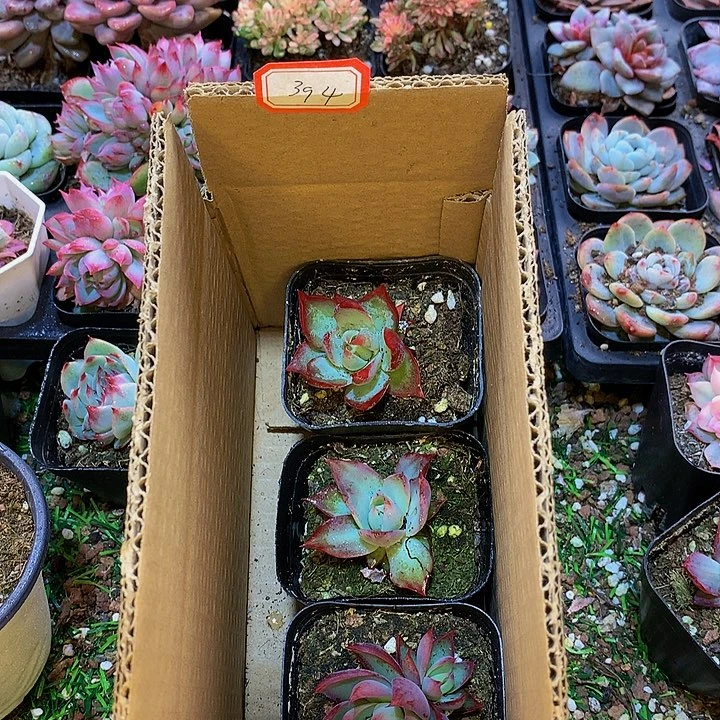 A394惊鸿仙子多肉