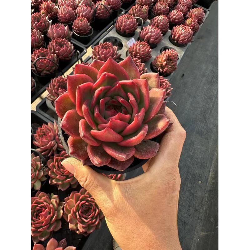 10#武魅多肉植物前男友精品多肉