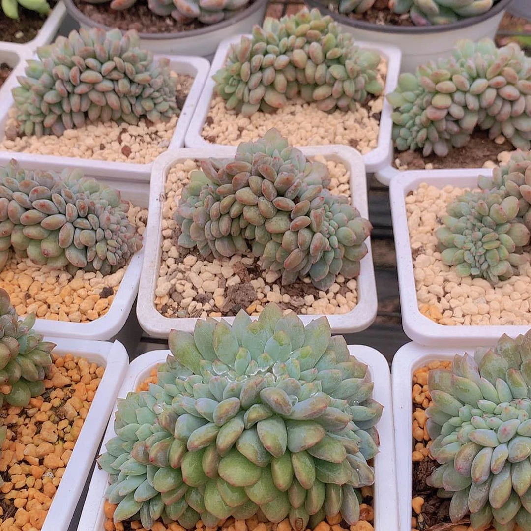 橙梦露缀化356788999909