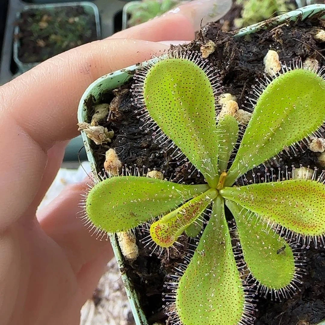 完全开放马格南茅膏菜