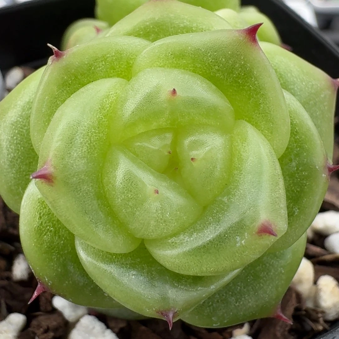 0420-8-宝拉双头一颗不包整