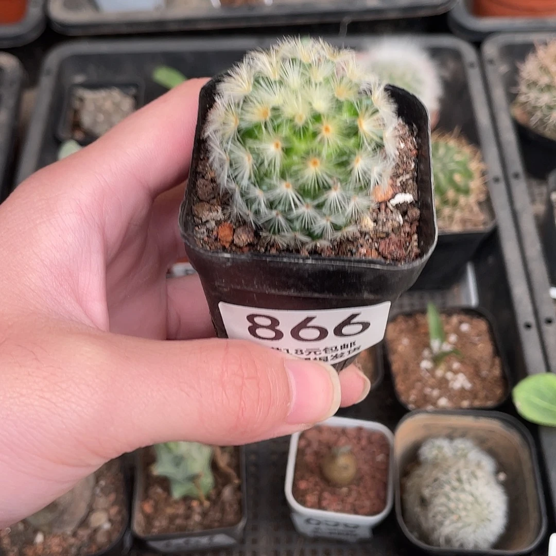 866嘉文（满18包邮）