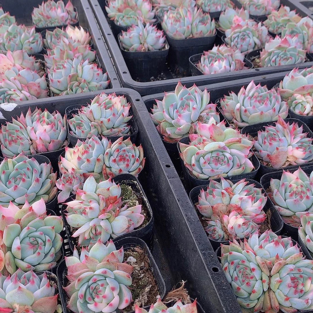 双头娃娃少锦2356778990000