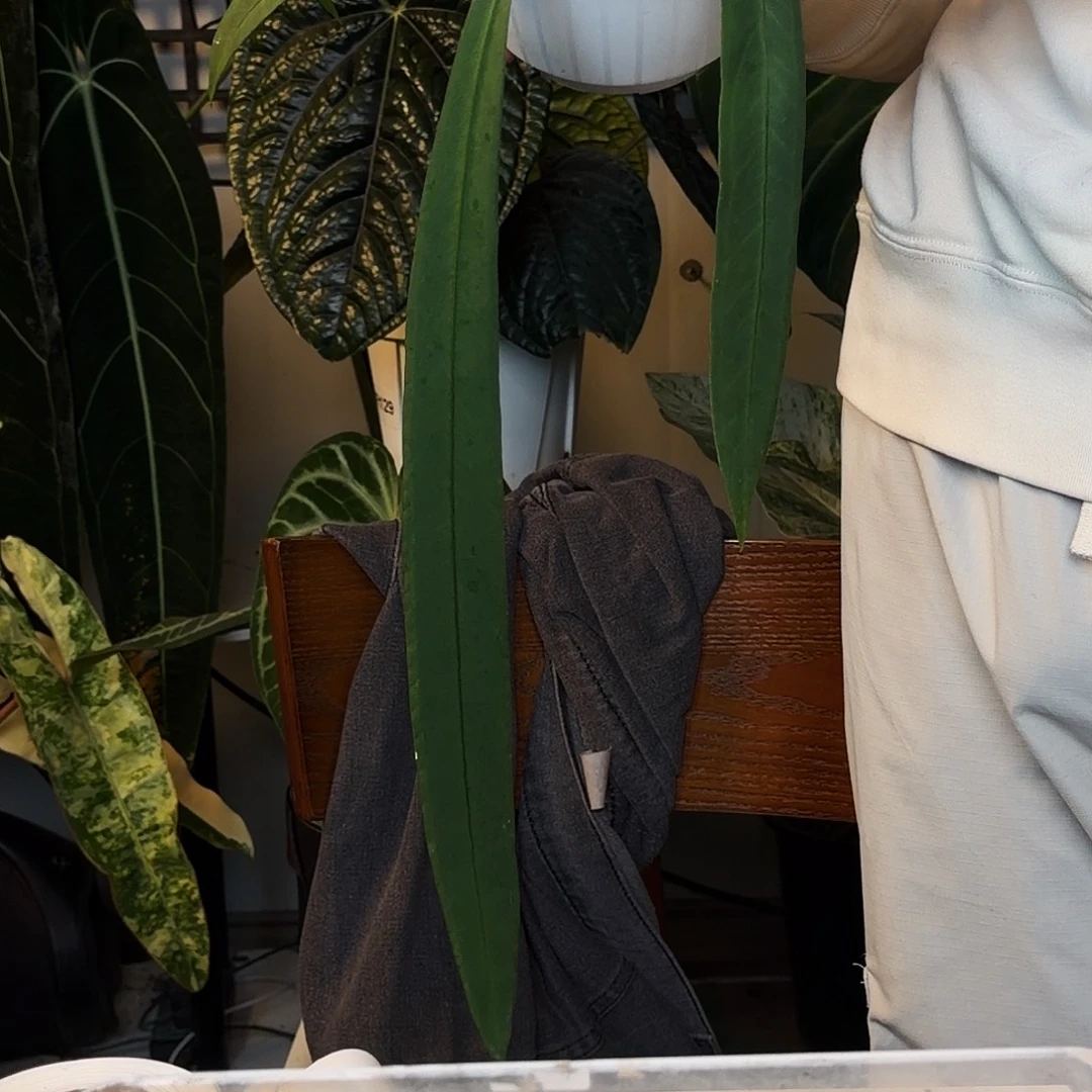 完全开放A24 V塔领带