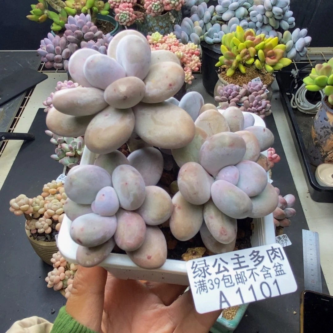 101水光针多肉9c m