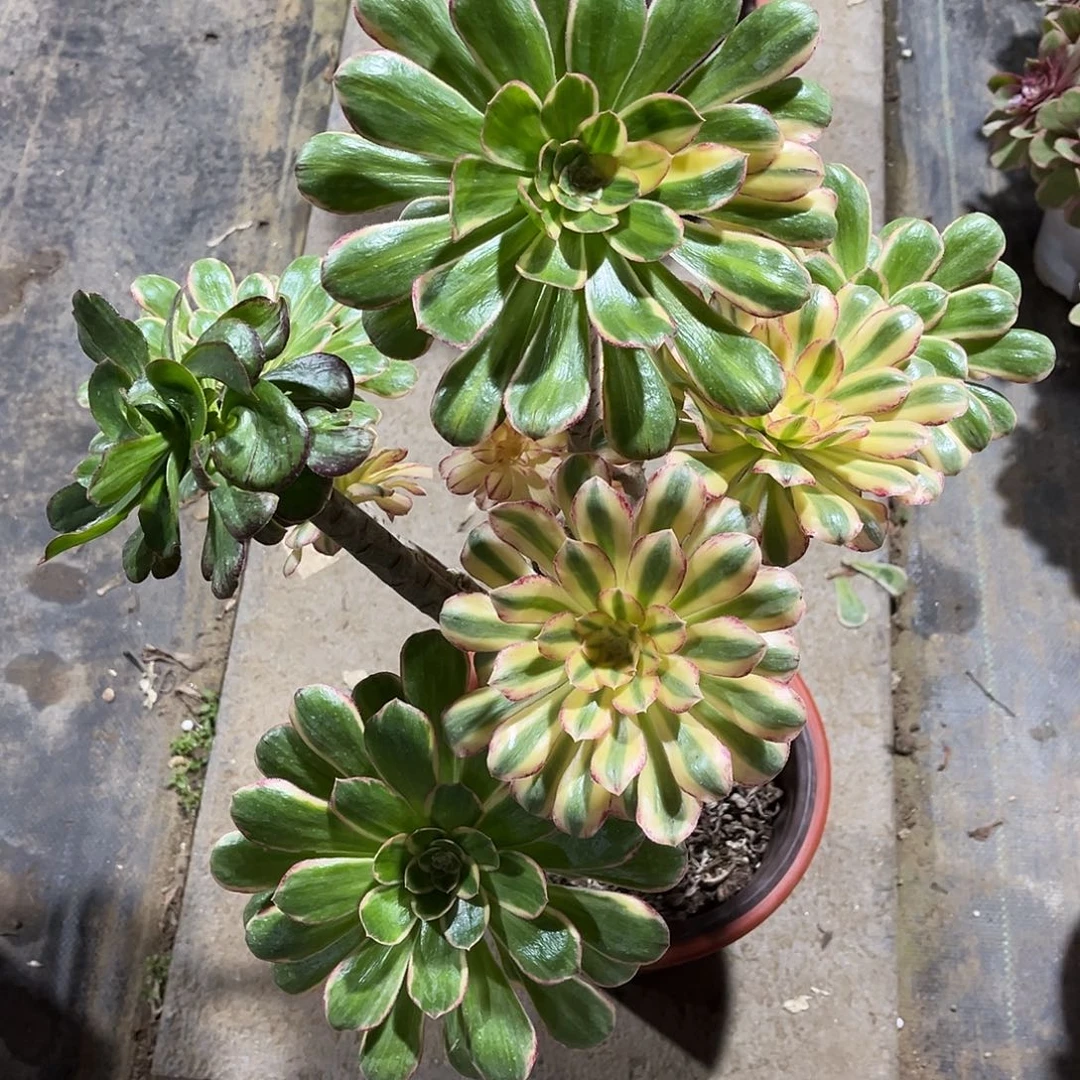法师多肉植物漂亮漂亮漂亮