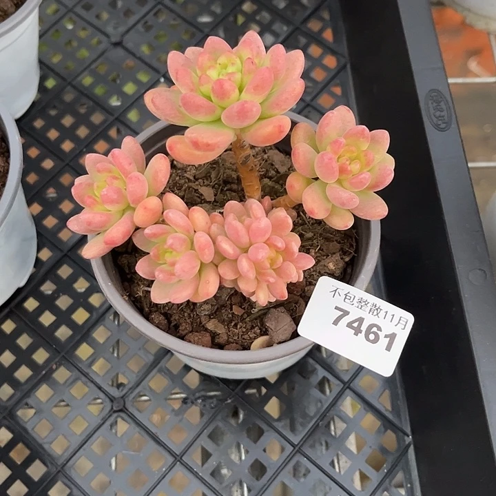 阿雅园艺。         7461香格里拉