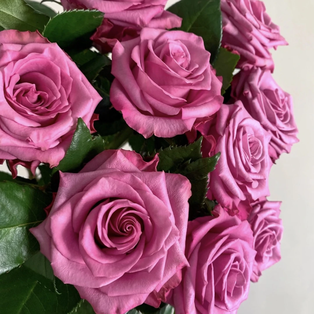 苗情好【嫣然】高杯月季 花期长直立1加仑2.5L根接 云南发货