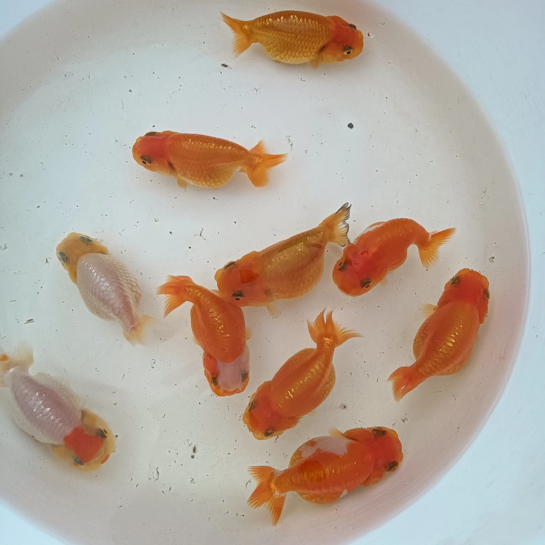 兰寿金鱼活体冷水淡水观赏鱼好养耐活可爱萌宠