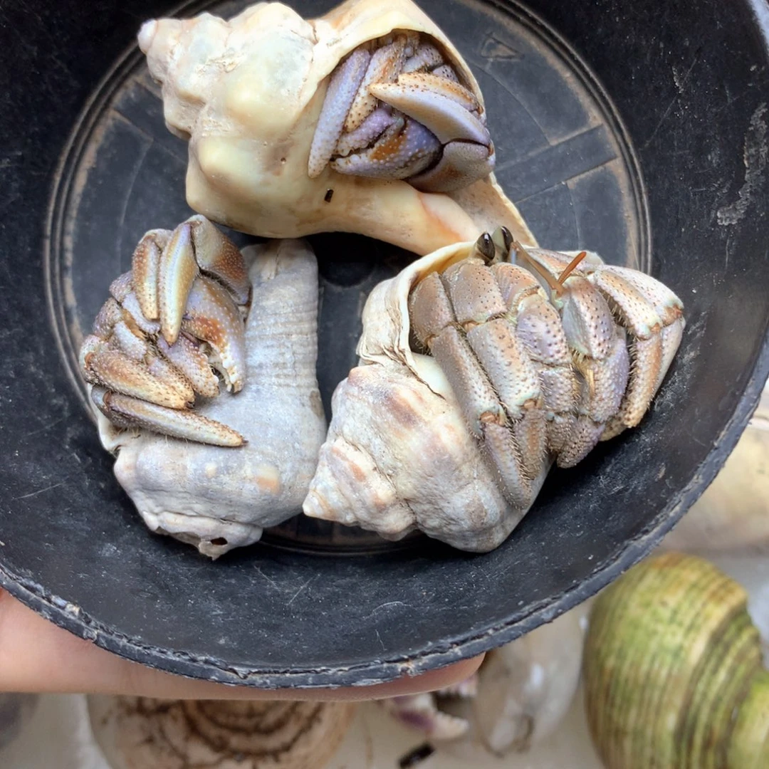 a31福利三只黄紫里拉