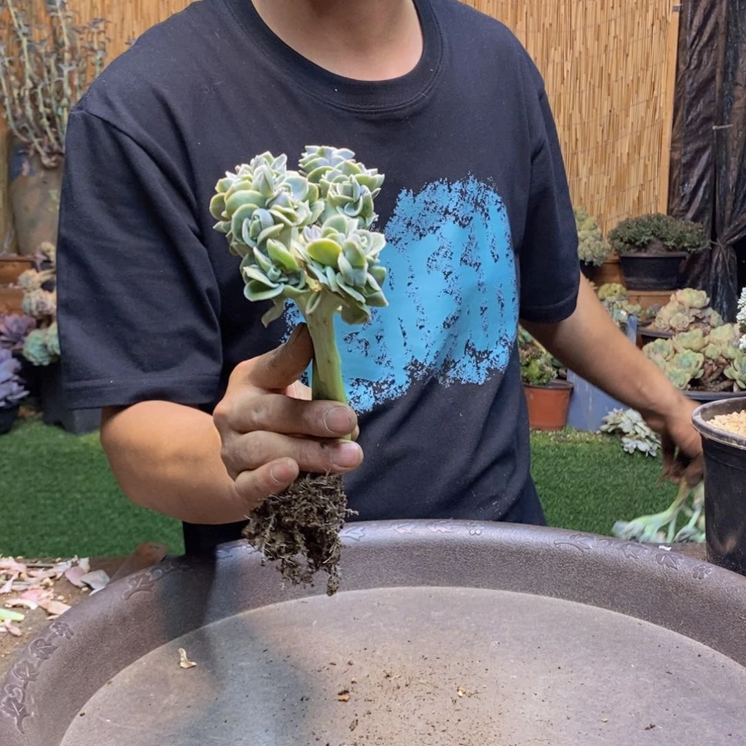 简*点249 号可爱玫瑰