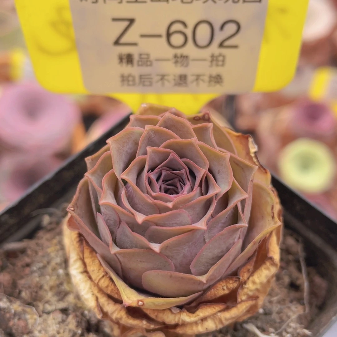 山地玫瑰Z602断枝不包损不售后