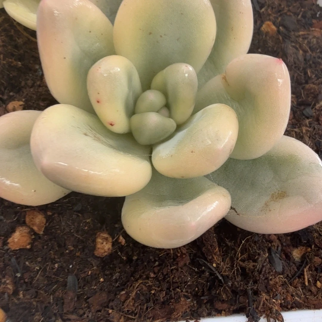 新香水锦多肉锦植物