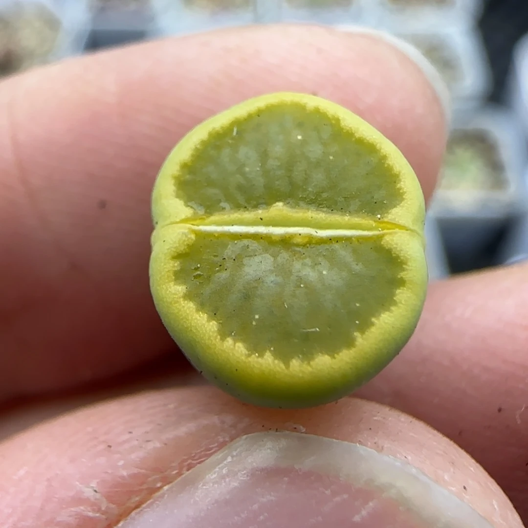 246 清框福利30包邮