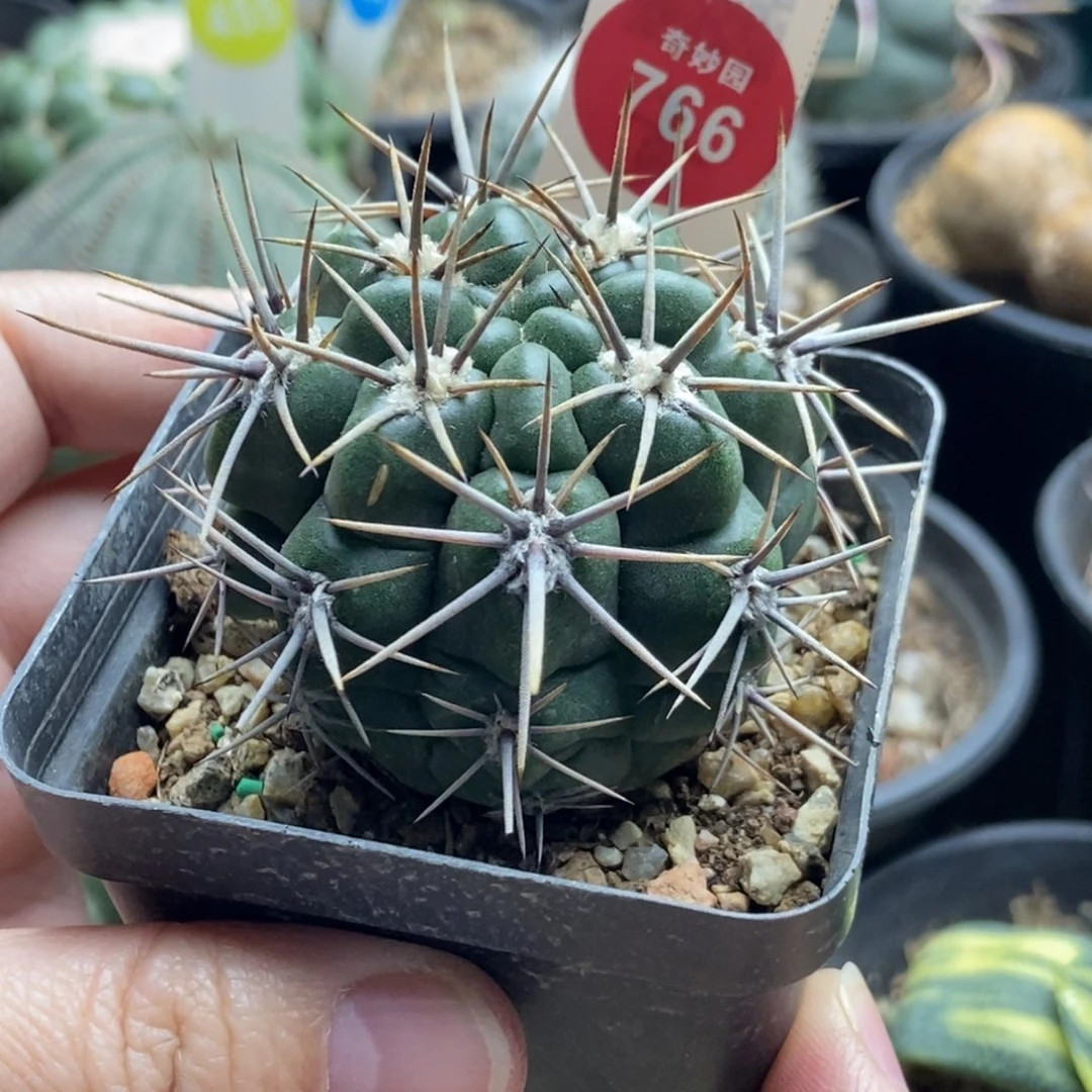 实生狂刺恐龙丸一颗仙人球