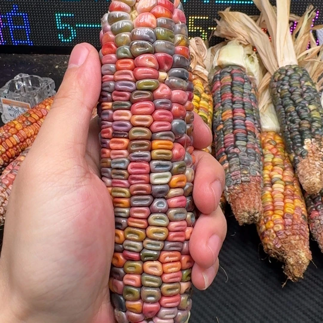 柏香籽/百香籽吊坠佛*