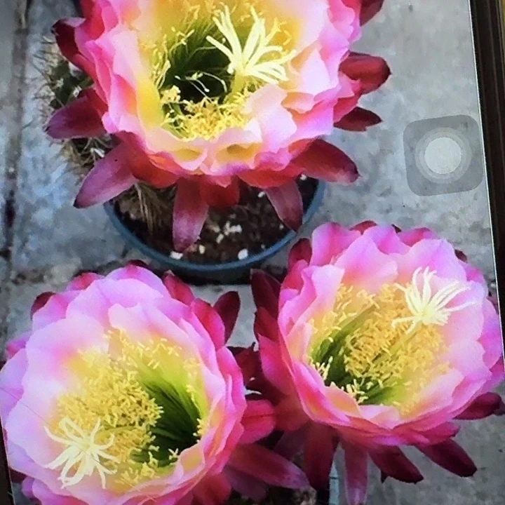 茉莉根高12公分毛花柱