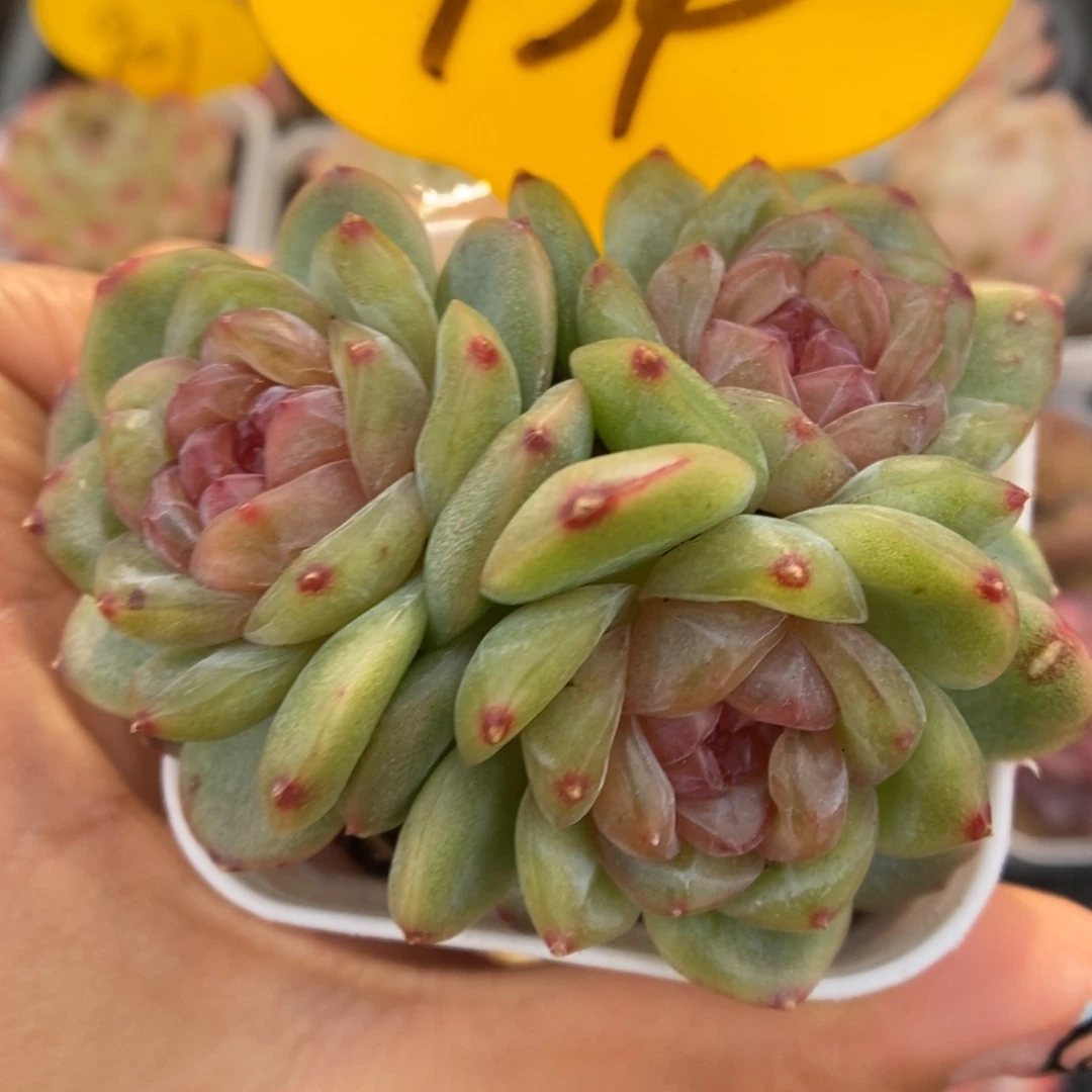芙汐珍妮群生934号。