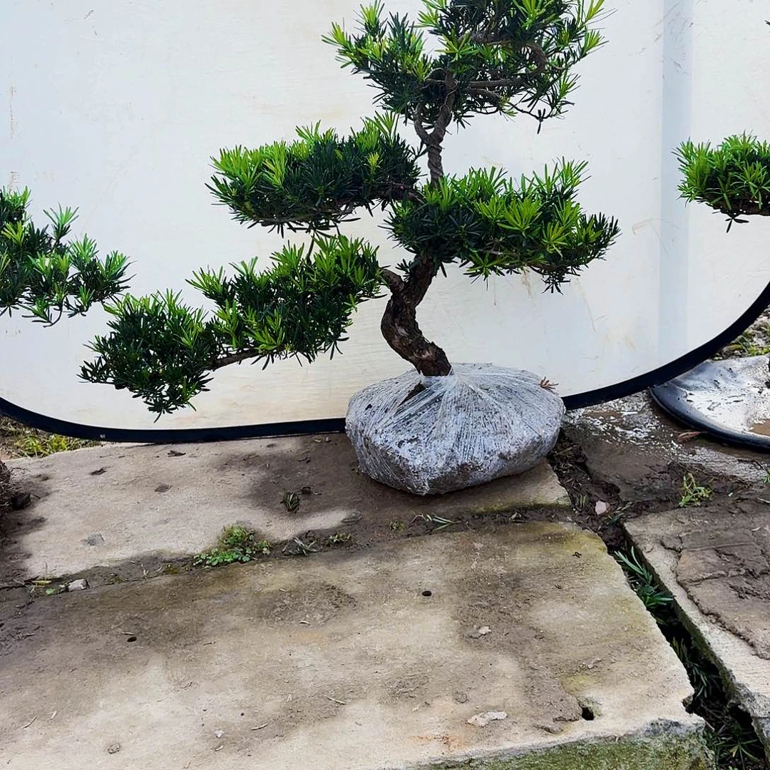 小黄金精品罗汉松