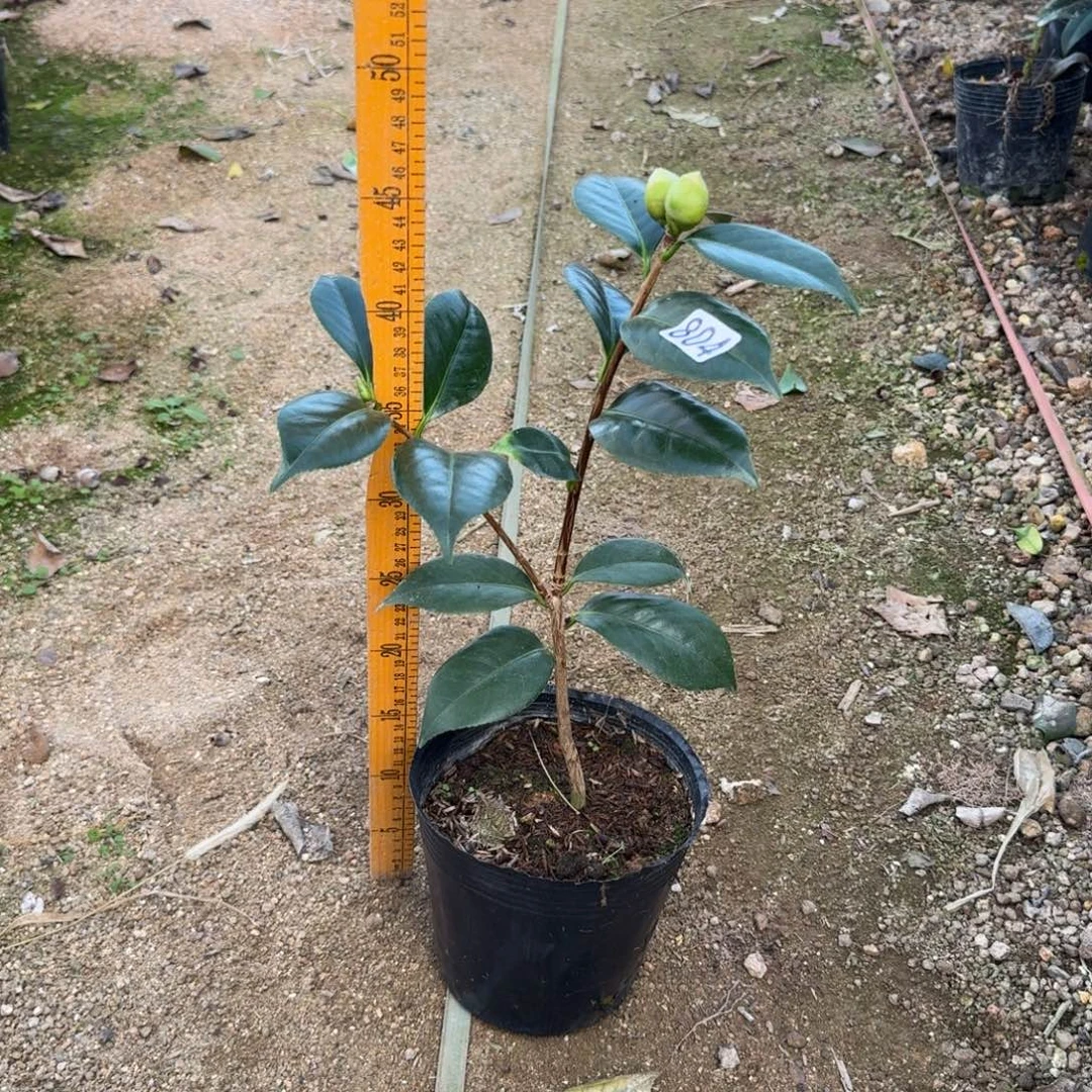 少量花朵（建议范围：2朵-5朵 或40%以下）804戴氏