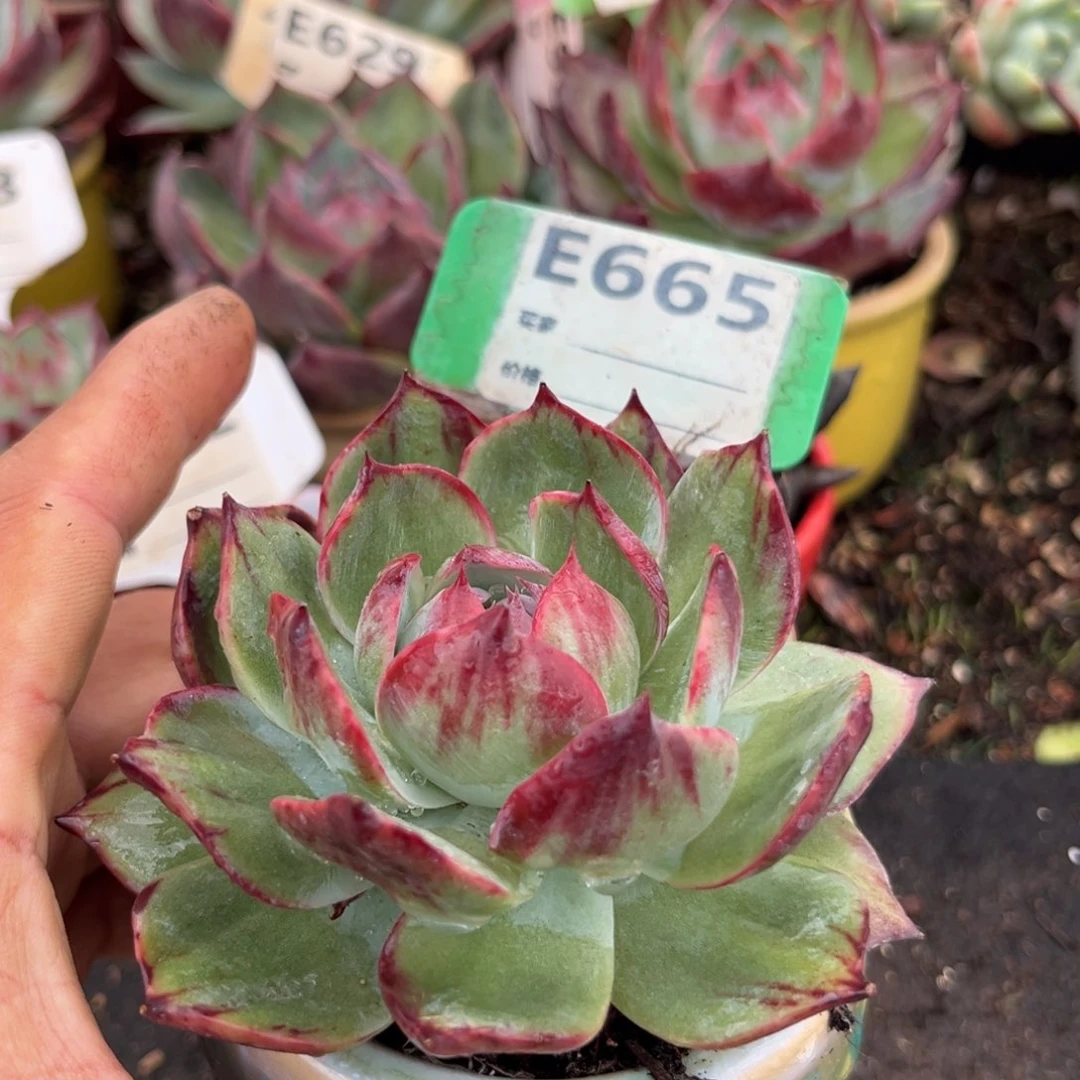 花脸拉丝惊鸿一瞥多肉植物665