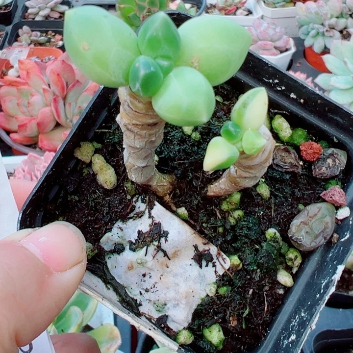 千代田锦多肉植物1126