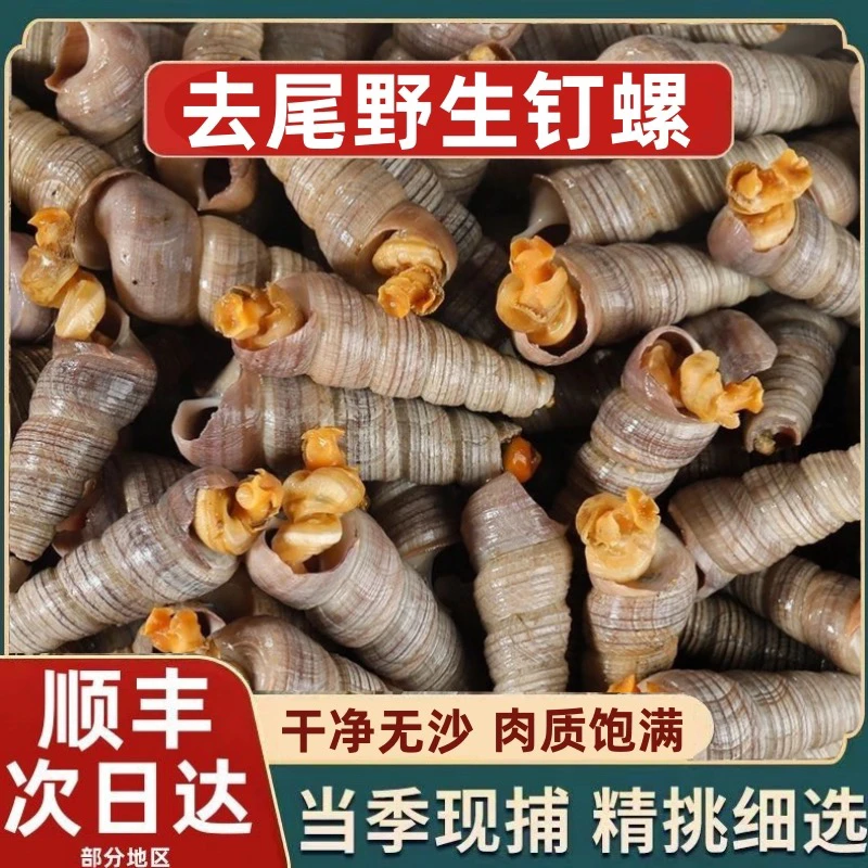 钉螺鲜活去尾大号锥螺新鲜海螺丝捞汁小海鲜麻辣贝类包邮商用