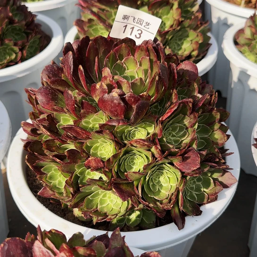 好*爱113多肉 海王拉丝寄养