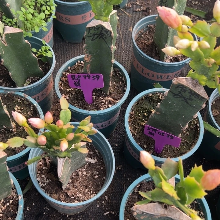 老***马58号2285红色重瓣