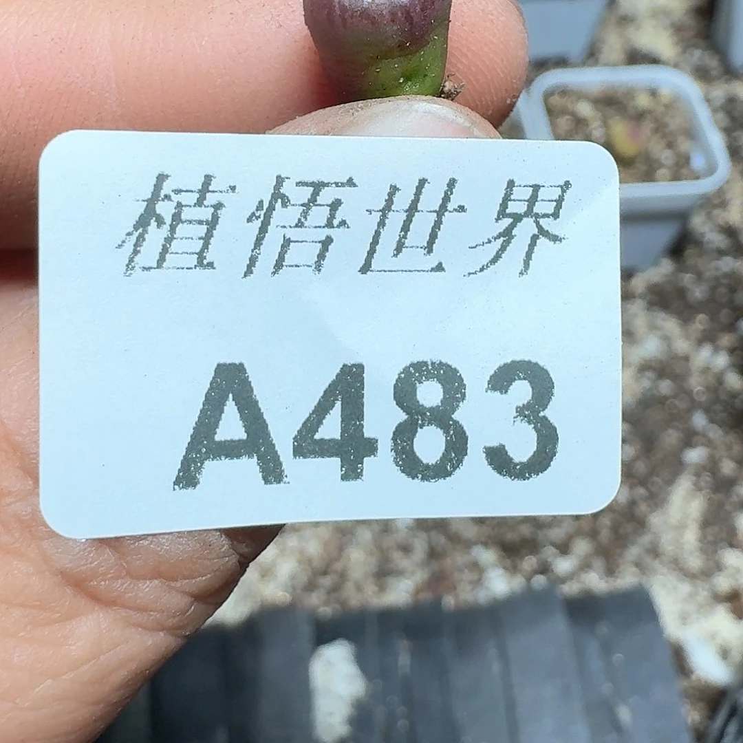 483号多人多肉植物哇f