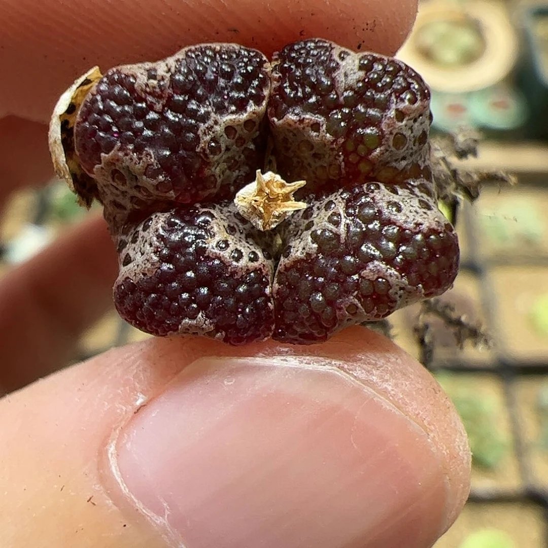 【闪购商品】286 蝴蝶x马克