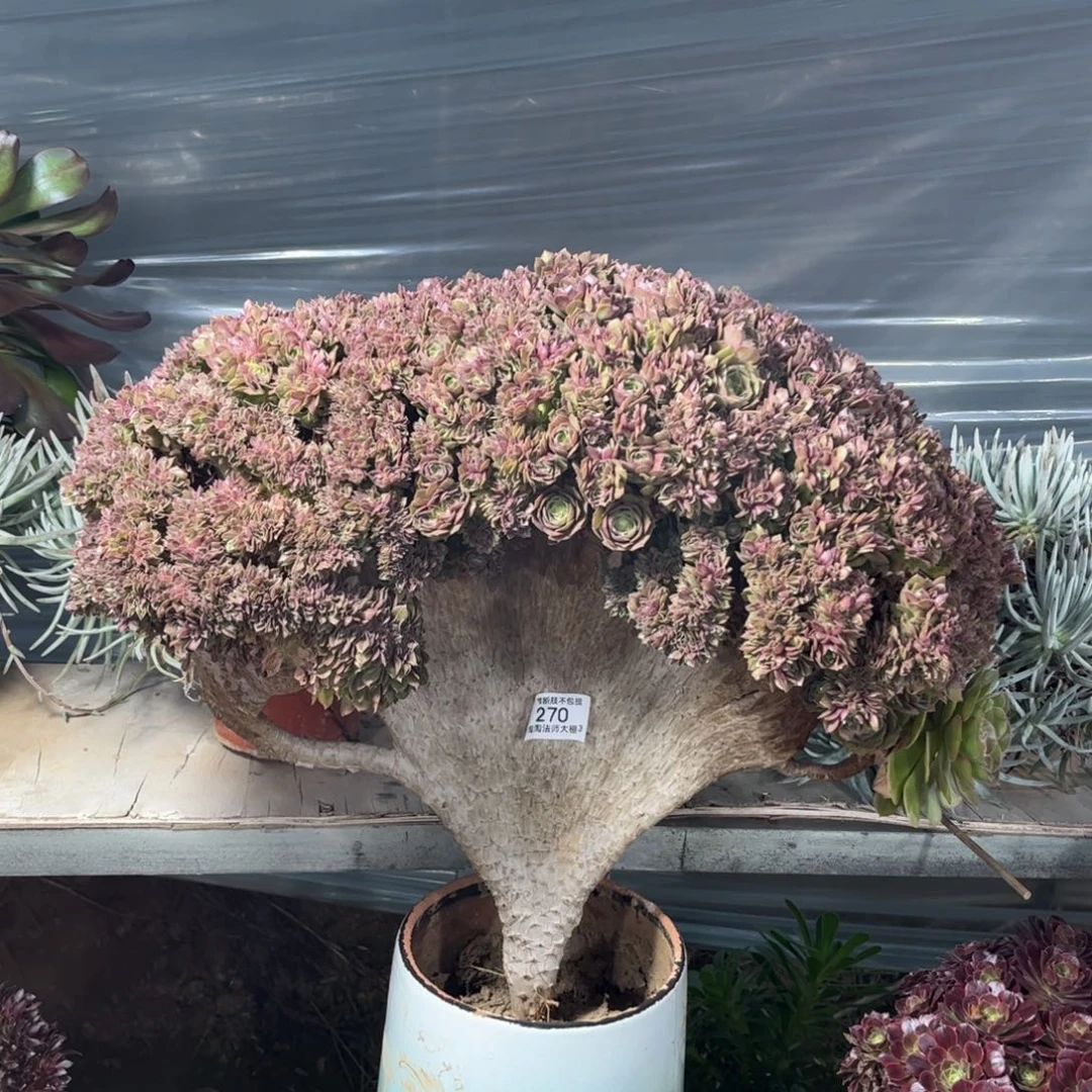 用****4270桃花石缀化多肉植物