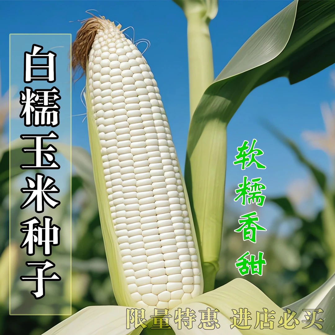 白糯甜玉米种子高产矮杆大棒四季播白玉米非转基因白甜糯玉米种籽
