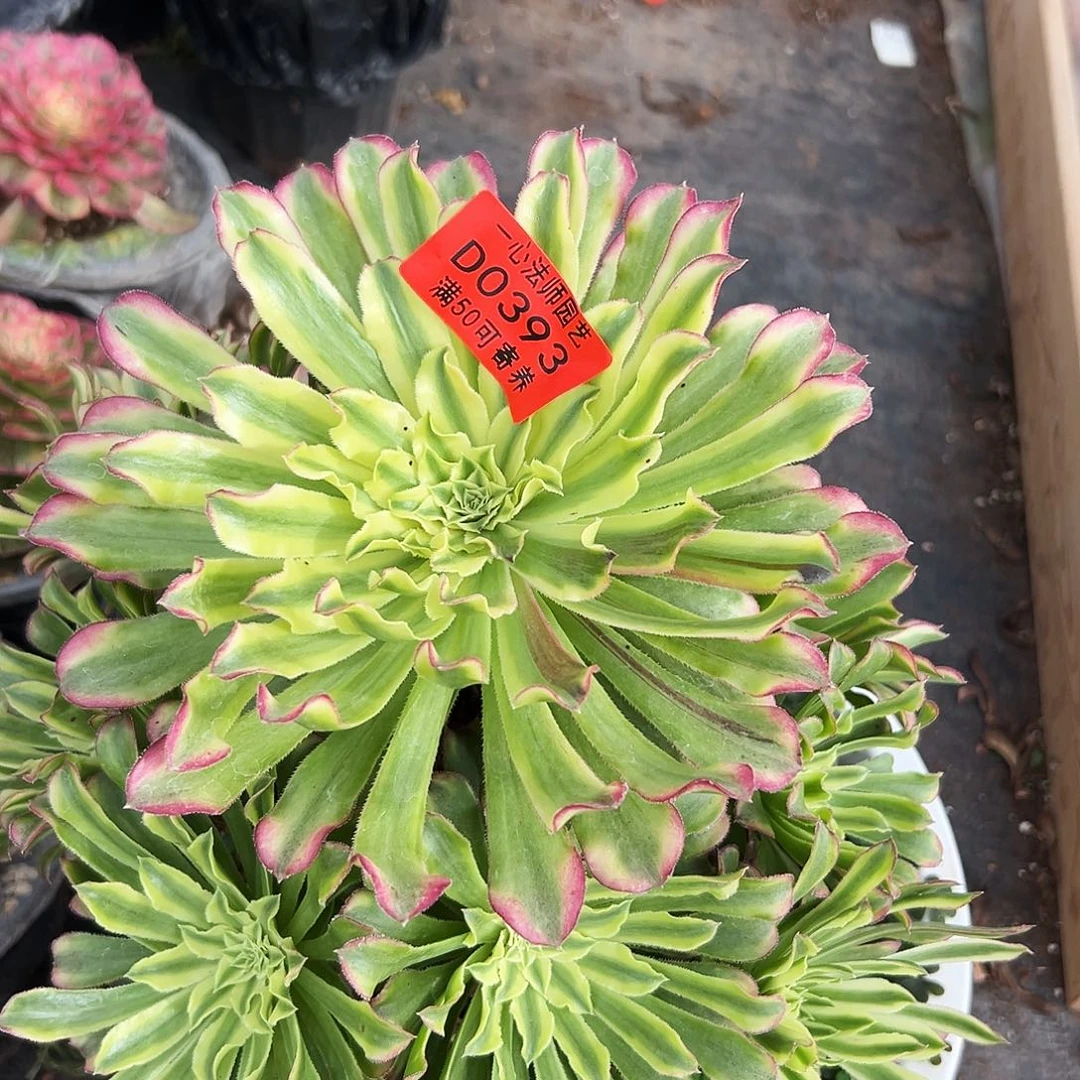 0393多肉植物仙墨