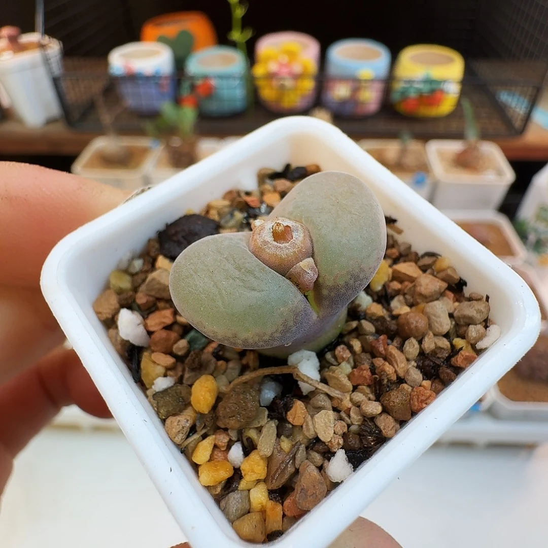 多肉植物福利肉锥紫罗兰风铃482