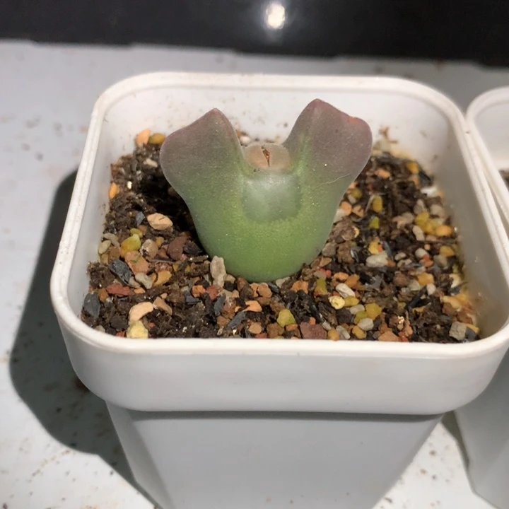 小****）专拍专拍 肉锥植物