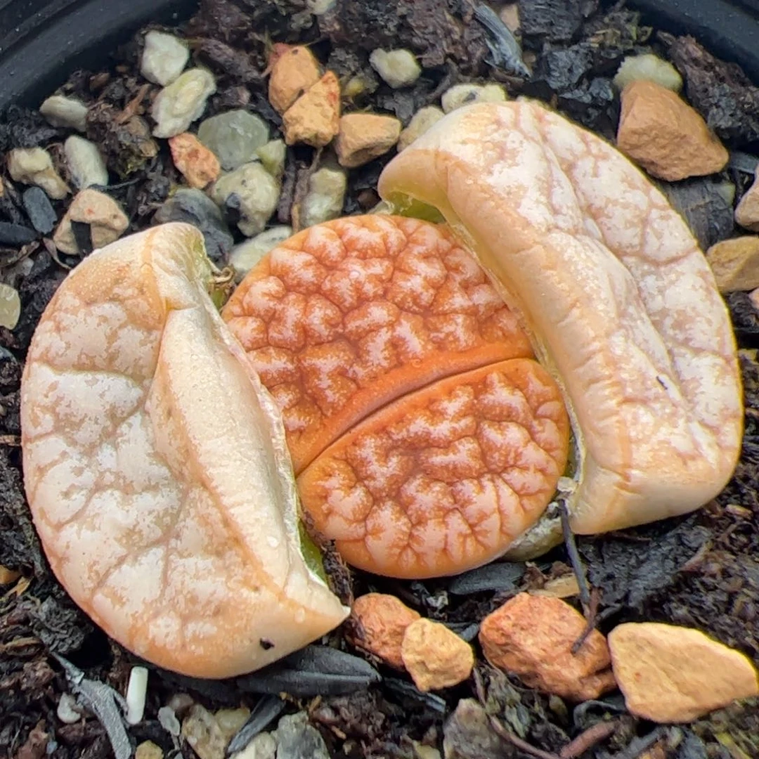0214号拿铁 多肉植物