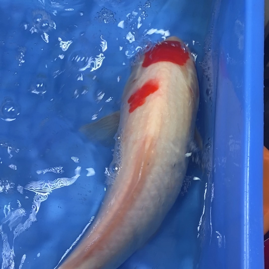 锦鲤冷水锦鲤包邮