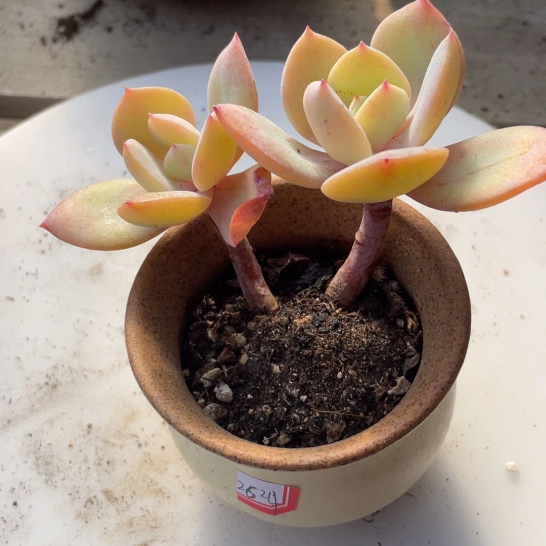 2818  白凤  六月六