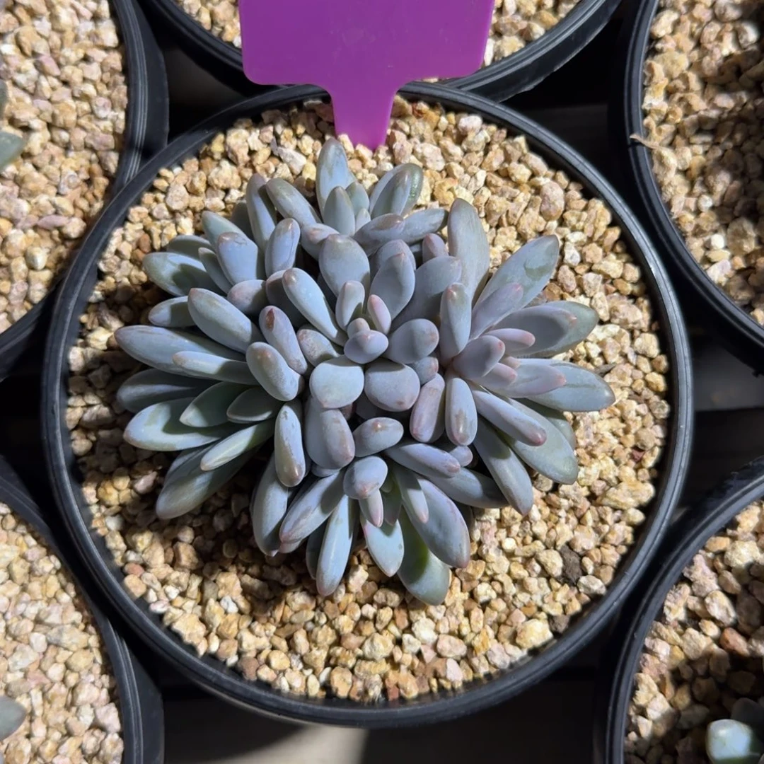 胖体橙龙11111111111111111